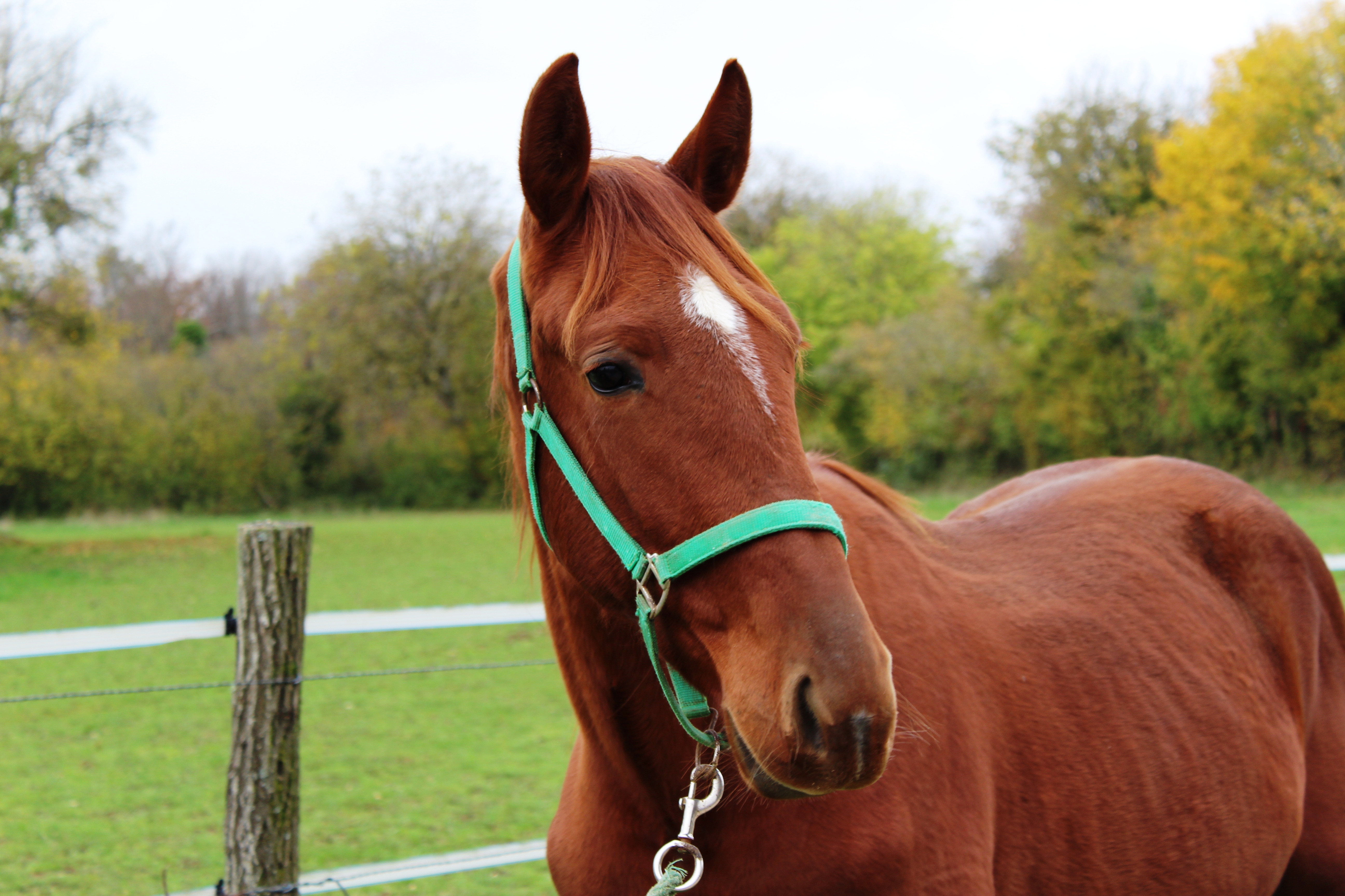 cheval trotteur de course a vendre